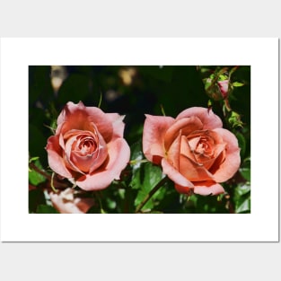 Peach patio roses Posters and Art